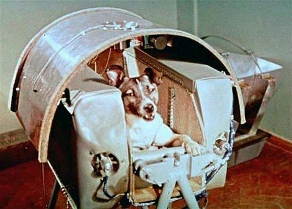 10. Sovyet Rusya'nın ilk kozmonot köpeği.