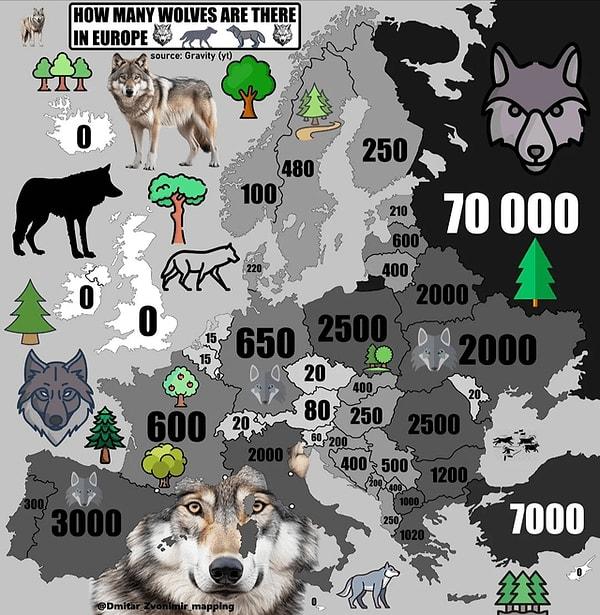 3. Avrupa ülkelerinde kaç kurt var.