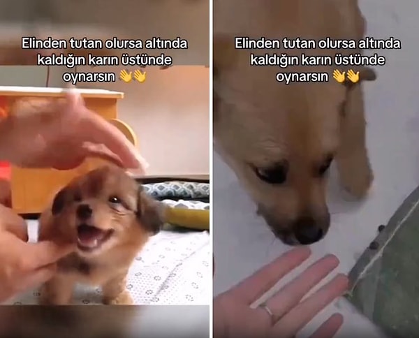 Ölmek üzereyken kurtarılan ve güzel bir yuvaya kavuşan o köpek daha sonra ise kendisini ölüme sürükleyen karın üzerinde oynarken görülüyor.