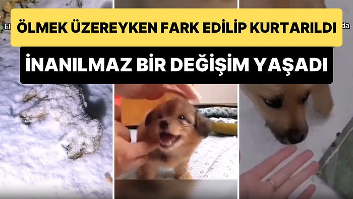 Donmak Üzereyken İyi İnsanlar Tarafından Kurtarılan Köpeğin Yaşadığı Değişim Karşısında Yumuşacık Olacaksınız