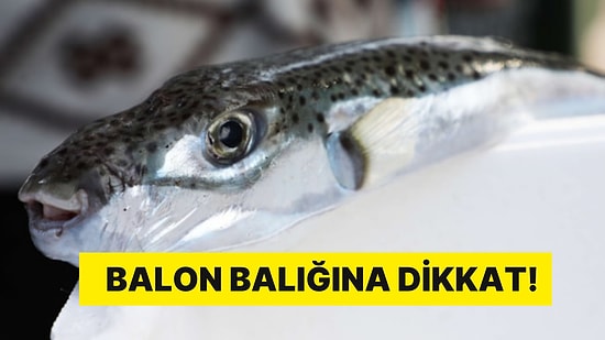Balon Balığı Zor Anlar Yaşattı: 2'si Çocuk 7 Kişi Zehirlendi