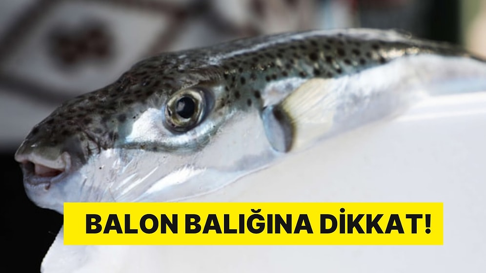 Balon Balığı Zor Anlar Yaşattı: 2'si Çocuk 7 Kişi Zehirlendi