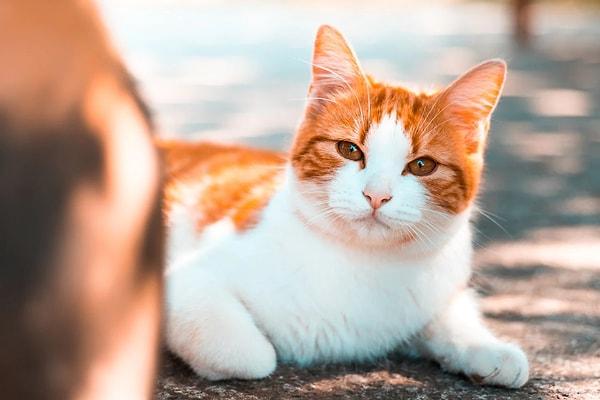 Sokaklar da başıboş kedi sorunu olduğunu iddia eden kullanıcı, bu hayvanların halkın sağlığını tehlikeye attığını savundu.