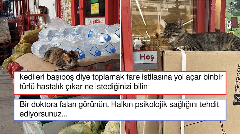 Sokaklardaki Başıboş Kedilerin Toplatılmasını İsteyen Kullanıcının Akıllara Durgunluk Veren Savunması