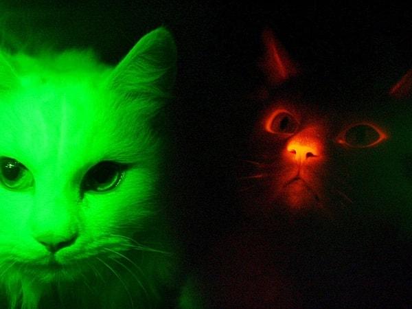 Floresan yeşil parlayan kediler, bir hayvan genetiği mucizesinin sonucu.