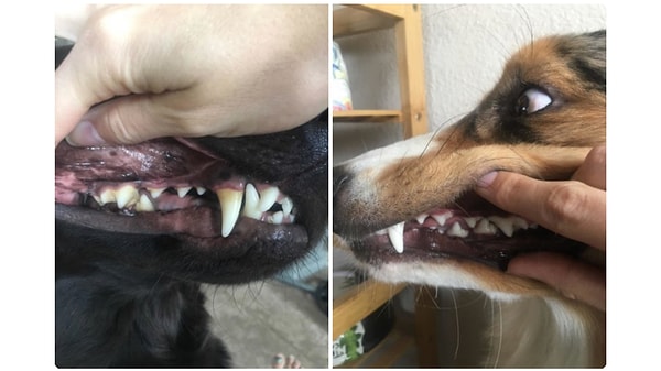 7. Trixie - Köpek Diş ve Ağız Bakım Spreyi