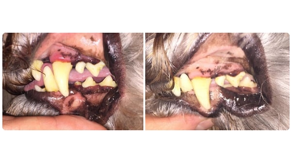 12. Trixie Kedi Köpek Diş Temizleme Mendili