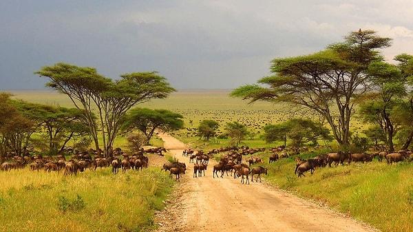 7. Where is the Serengeti, which includes a protected area of 30,000 km², located?