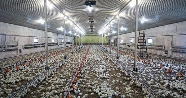 10. "Kümes hayvanı endüstrisindeki sorunları bilseydiniz, bir daha tavuk yiyemezdiniz."