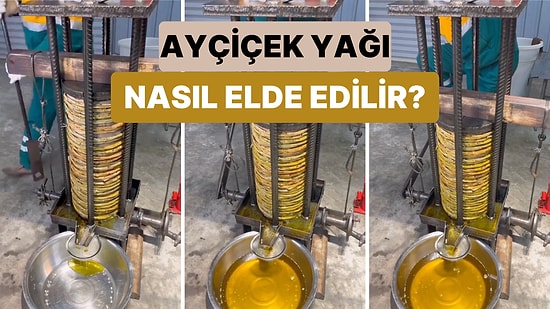 Ayçiçek Yağının Nasıl Çıkarıldığını Gösteren Bu Videoyu İzlerken Hem Bilgilencek Hem Rahatlayacaksınız