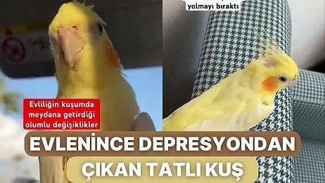 Uzun Süredir Depresyonda Olan Sultan Papağanına Eş Gelince Yaşadığı Değişimi Görmelisiniz