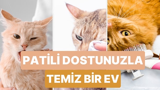 Evde Kedi Besleyenlerin Temiz Bir Ev İçin Mutlaka Dikkat Etmesi Gereken 10 Durum