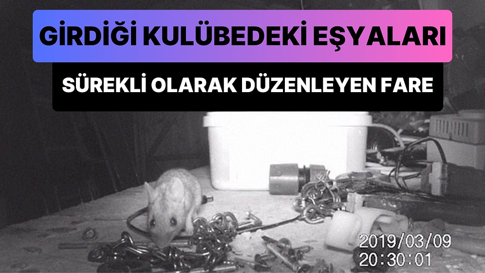 Girdiği Kulübedeki Dağınık Eşyaları Sürekli Olarak Toplayan Düzen Meraklısı Fare