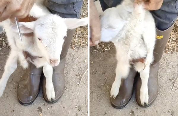 Sosyal medyada bir 'kuzu ulama' videosu viral oldu.