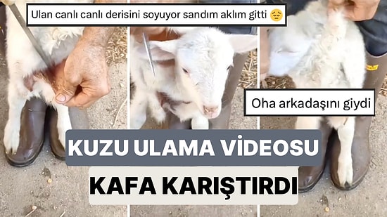 Çiftliklerde Sık Sık Kullanılan 'Kuzu Ulama' Uygulaması Sosyal Medyada Viral Oldu