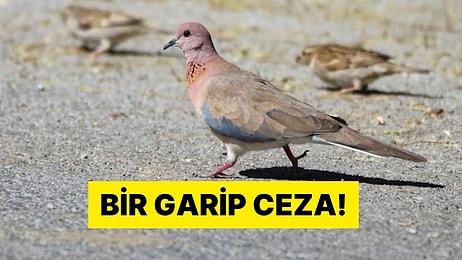 En İlginç Cezalar Arasına Girebilir: Kuşlara Yem Atan Kadına 50 Bin TL Para Cezası