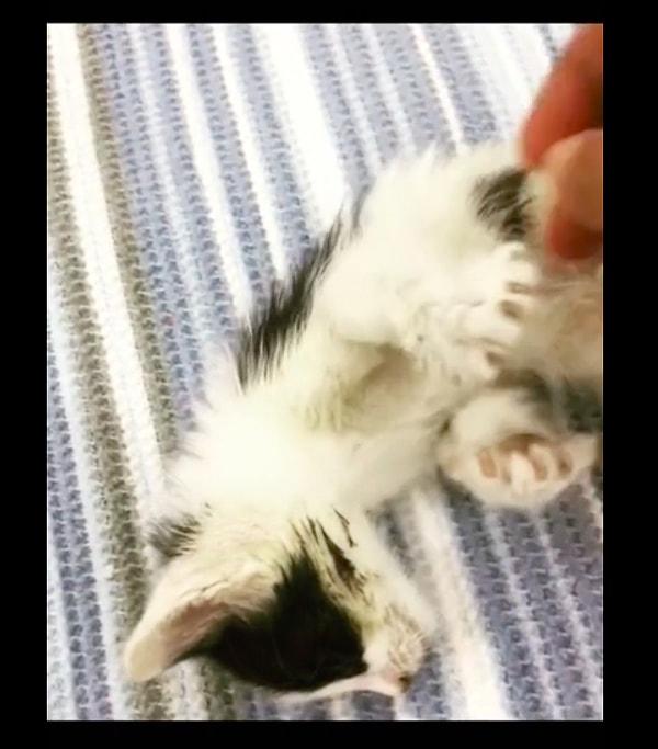 Ona yuva olan Pınar Göktaş, kedisinin inatçılığını ve sinir krizi geçirdiği anları sosyal medya hesabından paylaşınca videolar viral olmuştu.