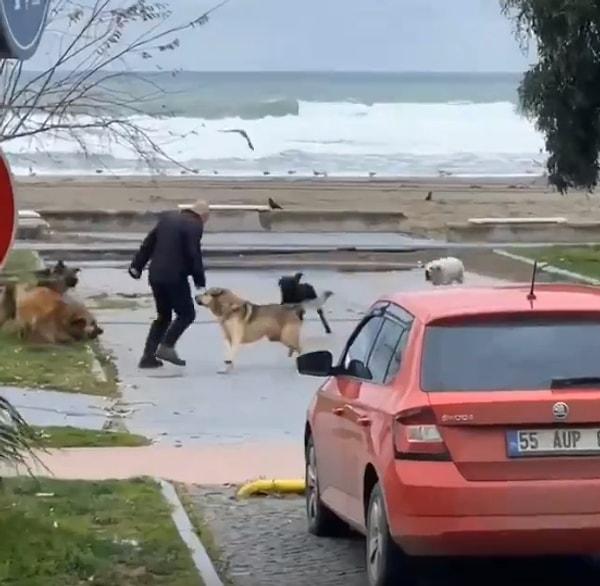 Sahilde yürüyen adamın üzerine koşan yaklaşık 10 sokak köpeği adamın korkarak kaçmasına neden oldu.