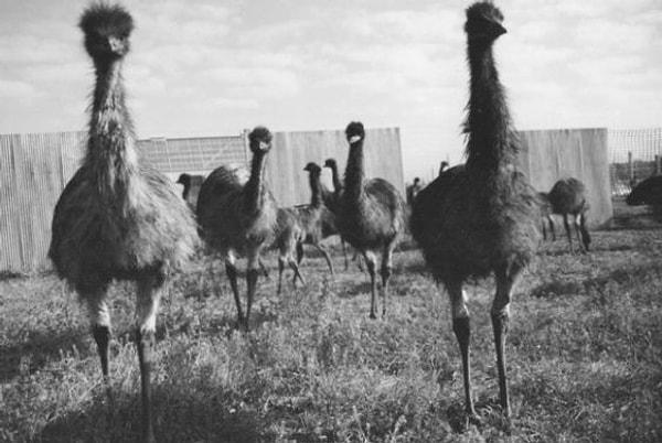 12. Emu Savaşı (1932)
