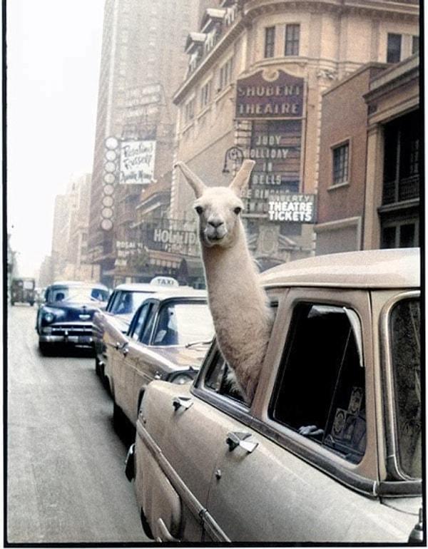 14. Times Meydanı'nda bir Lama. (New York, 1957)