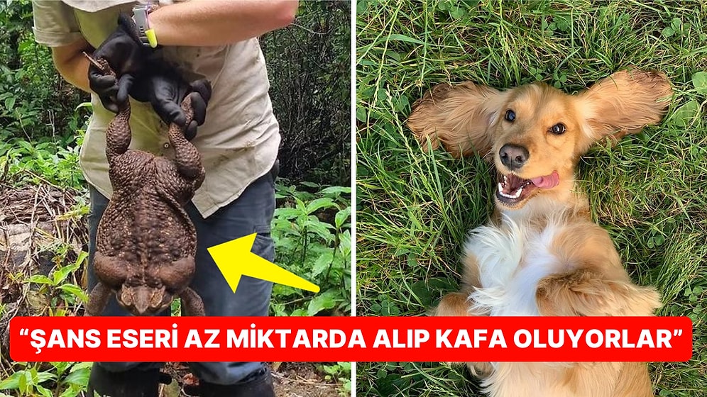 Halüsinasyon Etkisiyle Köpekleri Kendisine Bağımlı Hale Getiren Zehirli Kurbağa