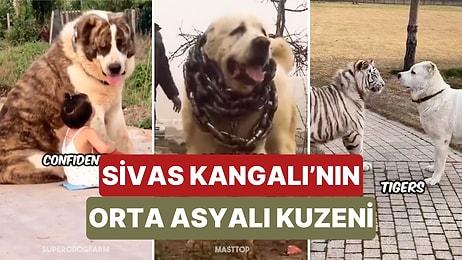 Orta Asya Çoban Köpeği Olarak da Bilinen 'Alabai'nin Sivas Kangalı'na Olan Benzerliğiyle Dikkat Çekti