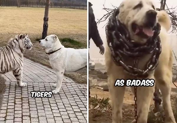 Orta Asya Çoban Köpeği olarak bilinen Alabai'nin tanıtıldığı bir video sosyal medyada beğeni topladı.