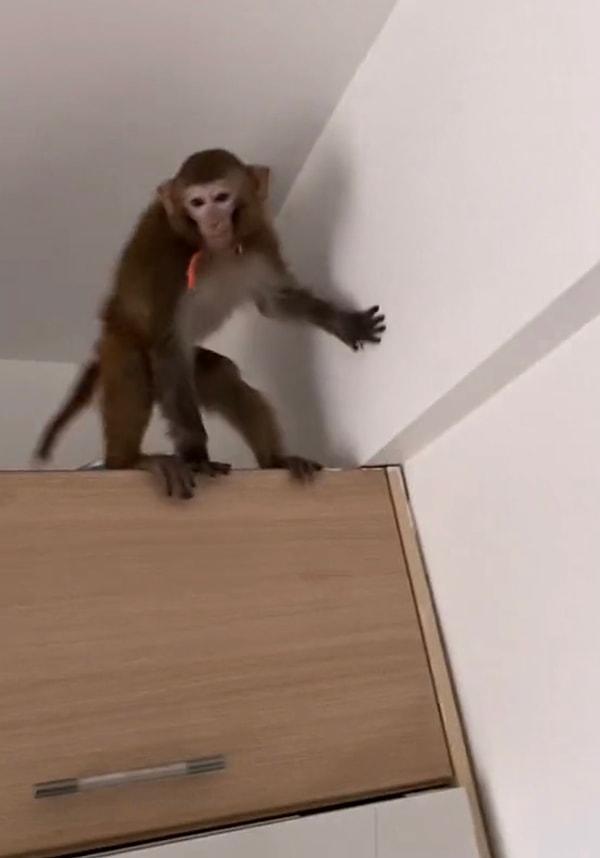 Bahsedeceğimiz hikaye de tam olarak böyle. Bir sosyal medya kullanıcısı evinde makak maymunu ve bengal kaplanı besliyordu.