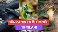 Tüyler Ürpertici Görüntüleriyle Tanınan Yılanların En Ölümcül 10 Türü