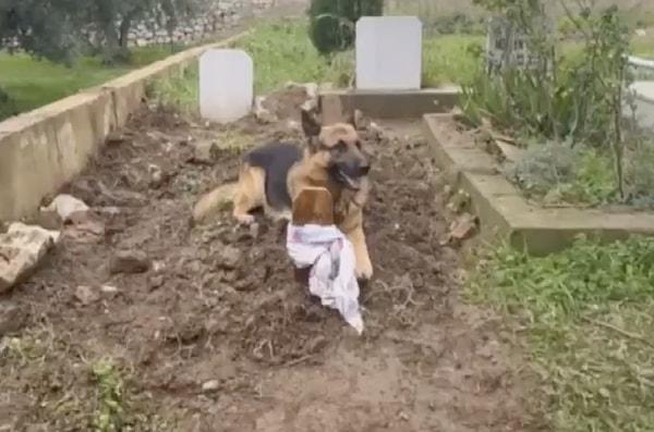 Bursa'da sahibini kaybeden bir köpek, neredeyse 2 aydır insan dostunun mezarı başından ayrılmadı.