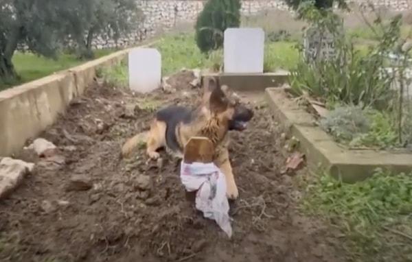 Vefatının 52. gününde babaannesinin mezarını ziyaret eden torun, köpeği mezar başında buldu.