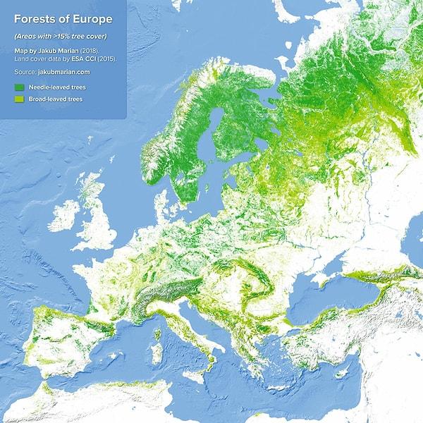 6. Avrupa'nın ormanları.