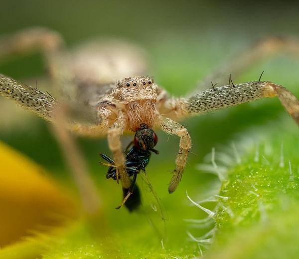 12. Bir yaban arısını öğle yemeği olarak yiyen bir yengeç örümceği: