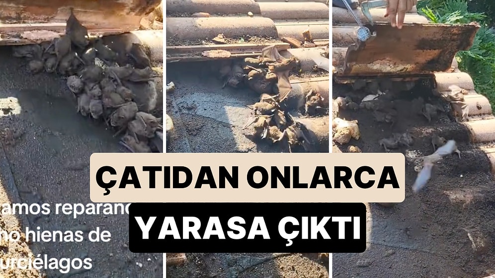 Çatısını Tamir Ederken Bir Anda Onlarca Yarasa ile Karşılaşan Ev Sahibi Neye Uğradığını Şaşırdı