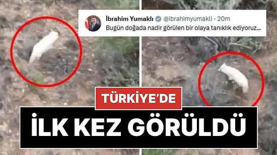 Bakan Yumaklı Görüntüleri Paylaştı: Türkiye'de İlk Kez Albino Çakal Görüntülendi