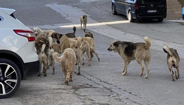 Son dönemde giderek artan sokak köpekleriyle ilgili şikayetleri değerlendiren Davut Gül, "Sahipsiz köpek olmaz. Bu hayvanların bir sahibinin olması gerekiyor." ifadelerini kullandı.