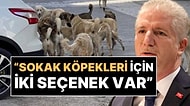 İstanbul Valisi Davut Gül'den Sokak Köpekleriyle İlgili Açıklama: "Ortada İki Seçenek Var"