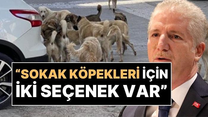 İstanbul Valisi Davut Gül'den Sokak Köpekleriyle İlgili Açıklama: "Ortada İki Seçenek Var"