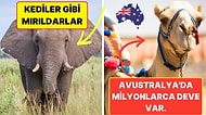 Öğrenince Size Küçük Çaplı Şok Geçirtecek Daha Önce Hiç Duymadığınız 21 İlginç Bilgi