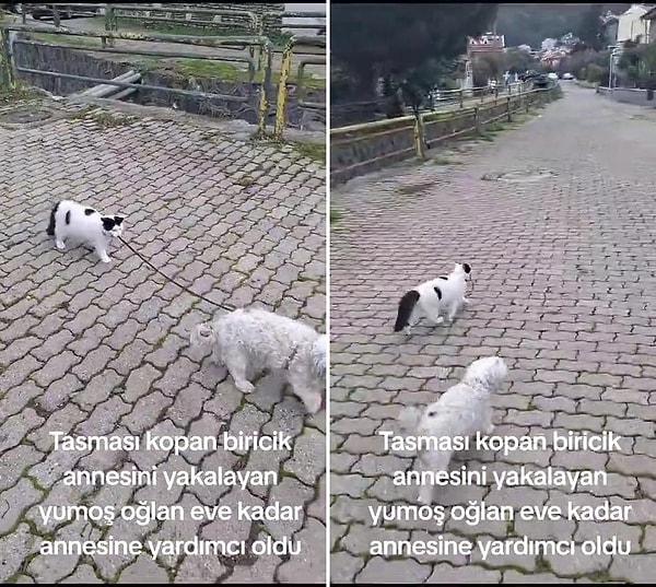 Kedisinin, tasmasını koparıp kaçan köpeğini yakalayıp eve getirdiği anları da kaydeden adam, görüntüleri TikTok'ta paylaştı.
