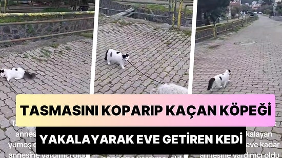Tasmasını Koparıp Kaçan Köpeği Yakalayarak Eve Götüren Kedinin Viral Olan Anları