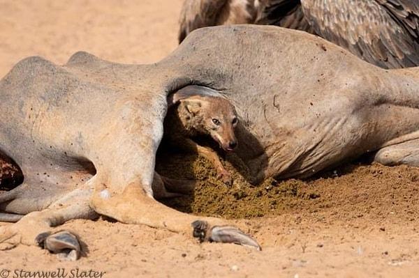 7. Bir antilop cesedinin içinde öğle şekerlemesi yapan çakal:
