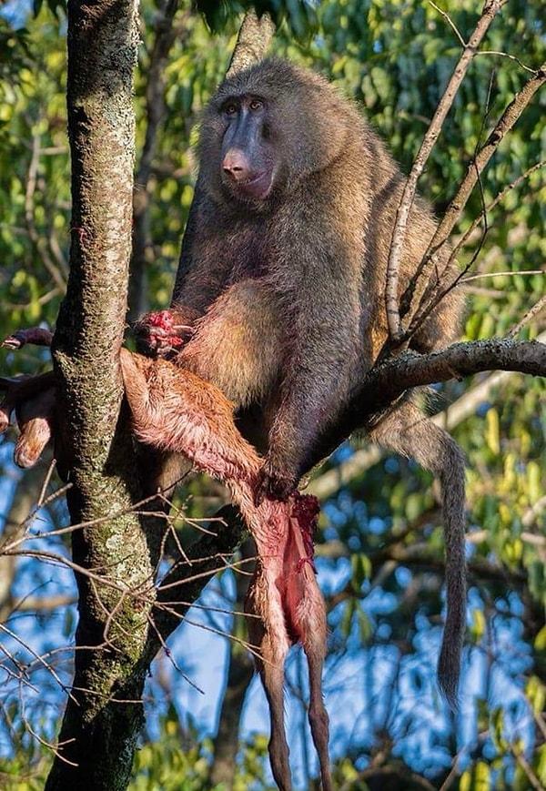 11. Ağaçta öğle yemeğini yiyen bir zeytuni babun: