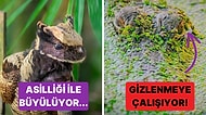 Doğanın Korkutucu Yüzünü İliklerinize Kadar Hissetmenize Sebep Olacak Birbirinden Ürkütücü 15 Yeni Fotoğraf