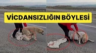 Hayvanlara Eziyet Bitmek Bilmiyor! Köpeği Torbaya Koyup Ölüme Terk Ettiler