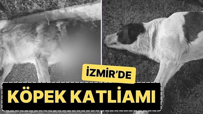 İzmir'de Köpek Katliamı! 13 Köpek Zehirlendi, 11'i Öldü