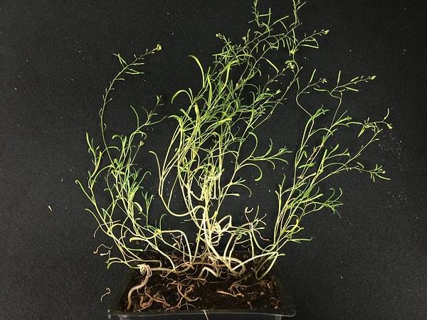 Rusya ve Çin'e kadar yayılmış bu bitkinin abiyotik streslere karşı dayanıklılığı ve kolay yetişebilirliği, onu bu deney için uygun bir aday yapıyor. Ayrıca, bitki biyolojisi alanında model organizma olarak kabul edilen Arabidopsis thaliana ile yakın akraba.