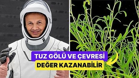 Türkiye İçin Özel Bir Öneme Sahip Bitki Alper Gezeravcı Tarafından Deney Amaçlı Uzaya Götürüldü