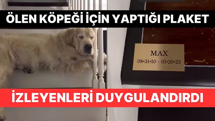 TikTok'ta Köpeğini Kaybeden Kullanıcının Videosu İzleyenleri Duygulandırdı