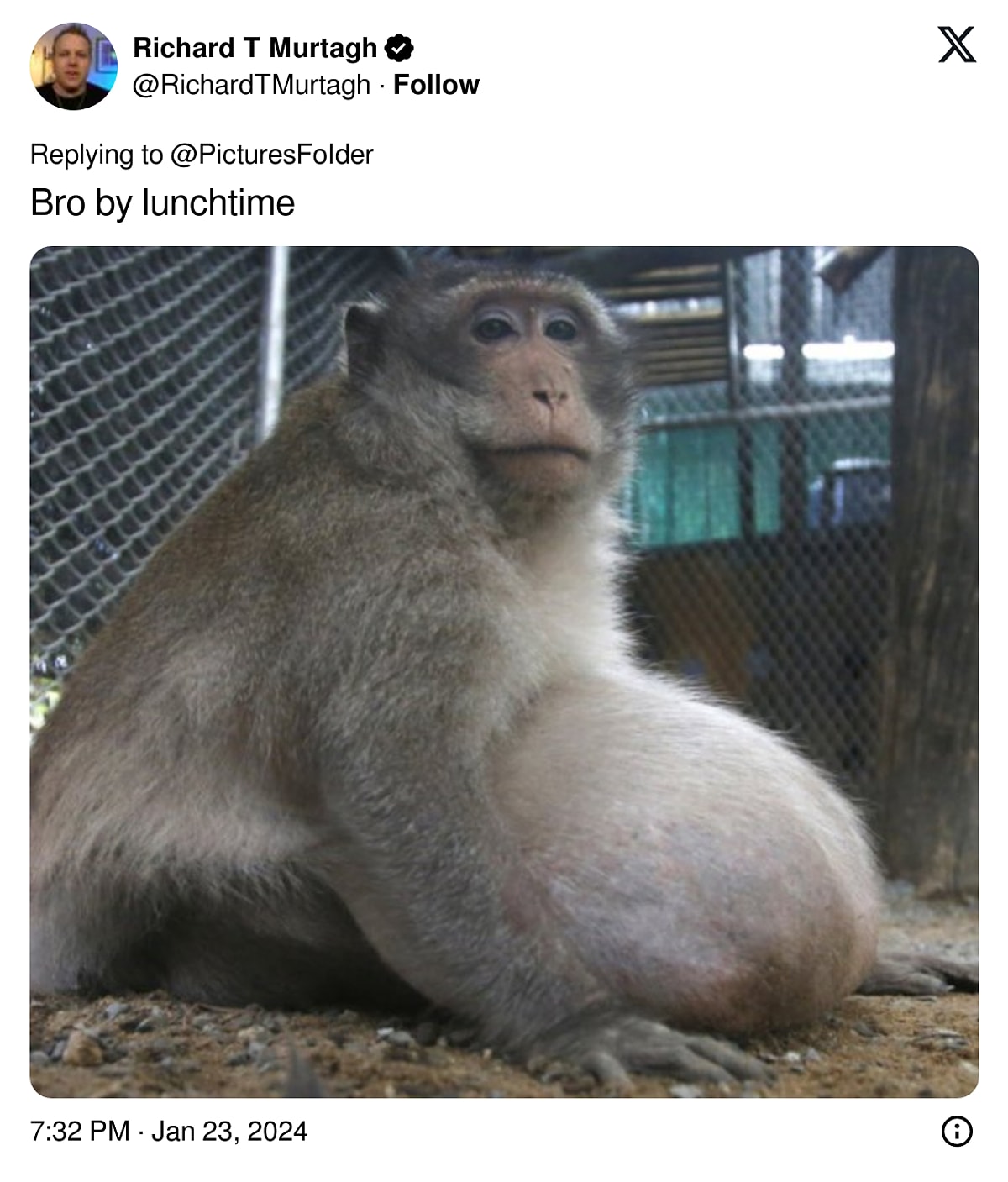 Толстая обезьяна